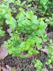 Vaccinium myrtillus