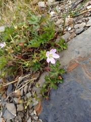 Geranium hayatanum