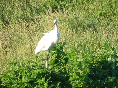 iNaturalist image