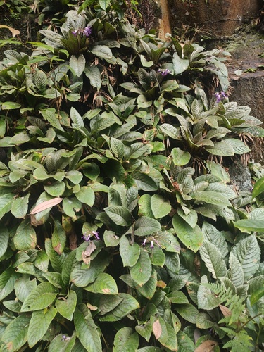 Oreocharis auricula