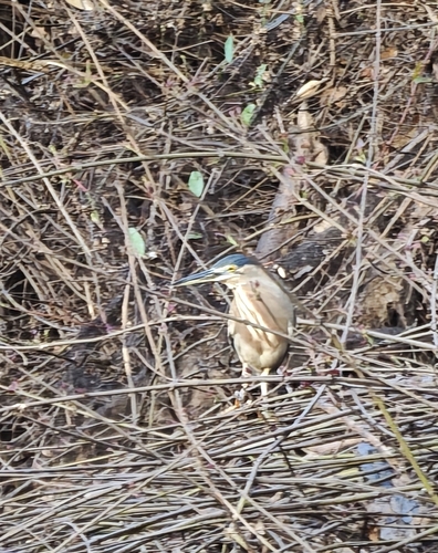 iNaturalist image