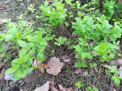 Vaccinium myrtillus