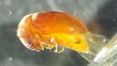 Bostrichoidea