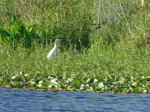 iNaturalist image