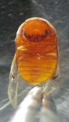 Bostrichoidea