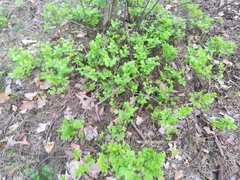 Vaccinium myrtillus
