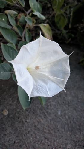 Sacred Datura