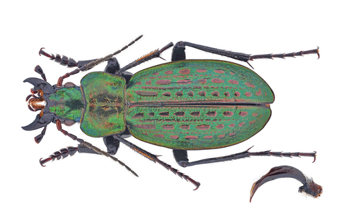 Carabus juengerianus