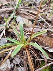 Stylidium armeria