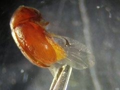 Bostrichoidea