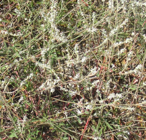Froelichia gracilis, photograph 6