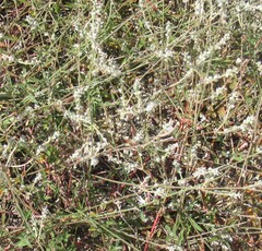 Froelichia gracilis, photograph (c) Linda Jo Conn, some rights reserved (CC BY)