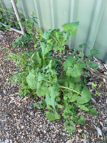 Common Sow-thistle