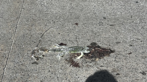Green Iguana
