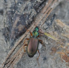 Agonum extensicolle