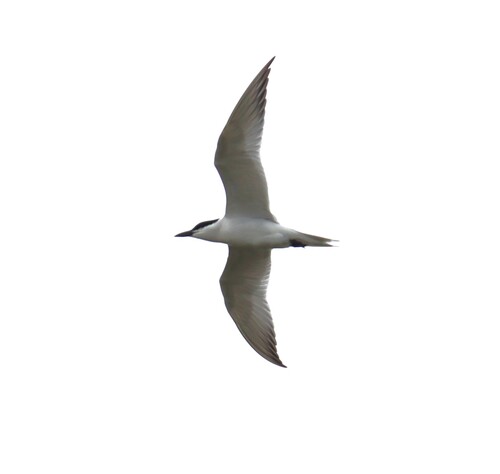 iNaturalist image