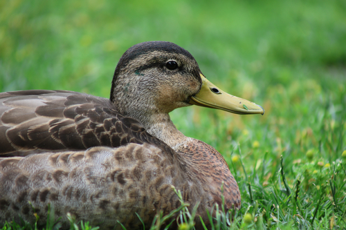 iNaturalist image