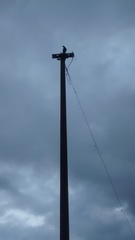 Myophonus horsfieldii