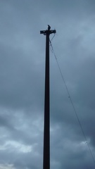 Myophonus horsfieldii