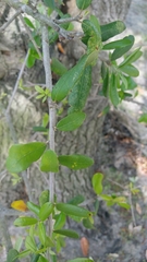 Quercus virginiana