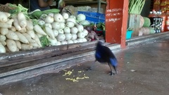 Myophonus horsfieldii