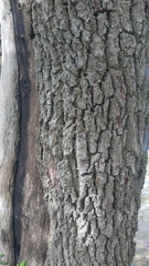Quercus virginiana