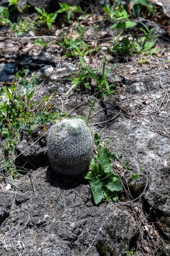 Mammillaria albilanata