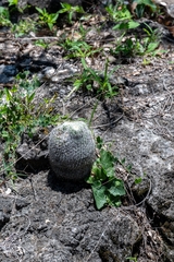 Mammillaria albilanata