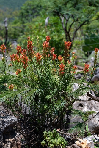 Castilleja auriculata (Castilleja auriculata)