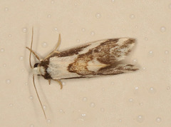 Philenora chionastis