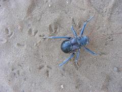 Acanthoplus