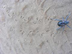 Acanthoplus