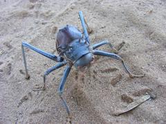 Acanthoplus
