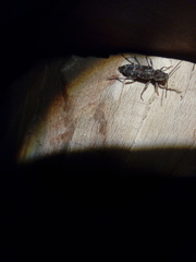 Xylotrechus smei