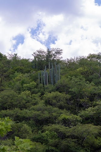 Pachycereus weberi, photograph 2