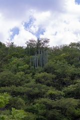 Pachycereus weberi, photograph (c) José Javier Barrios Flores, some rights reserved (CC BY)