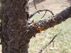 Arceuthobium vaginatum cryptopodum