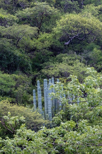 Pachycereus weberi