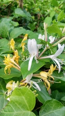 Lonicera