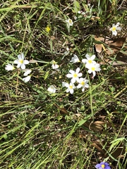 Sisyrinchium albidum
