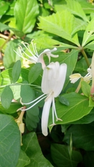 Lonicera