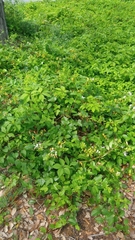 Lonicera