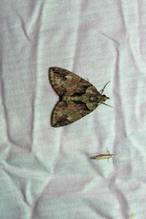 Hydriomena transfigurata