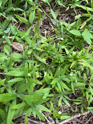 Moehringia macrophylla, 2026-07-25
