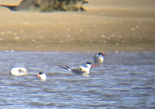 iNaturalist image
