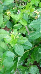 Lonicera