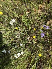 Sisyrinchium albidum