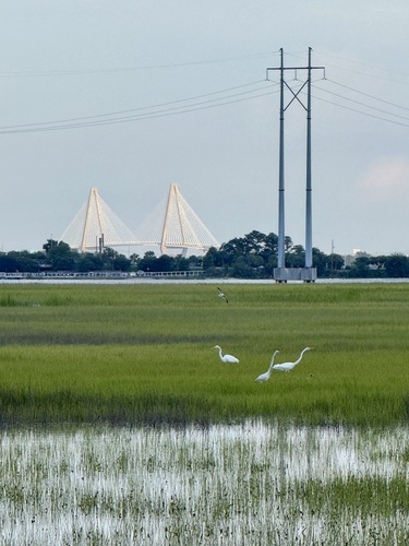 iNaturalist image