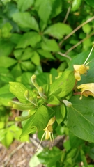 Lonicera