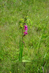 Gladiolus